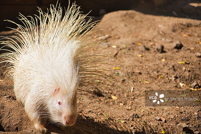 田野上的刺猬特写图片素材