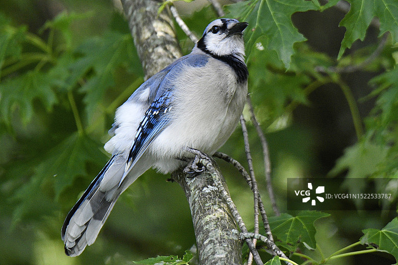 蓝松鸦栖息在树枝上特写，美国新罕布什尔州梅里马克县图片素材
