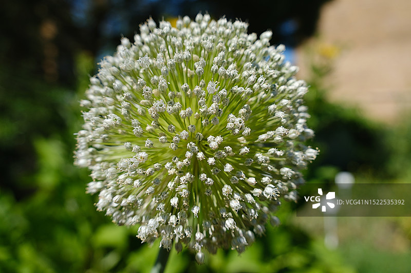 德国的白色开花植物特写图片素材