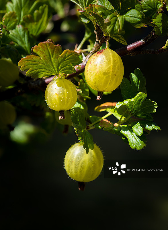 醋栗树上的醋栗特写图片素材