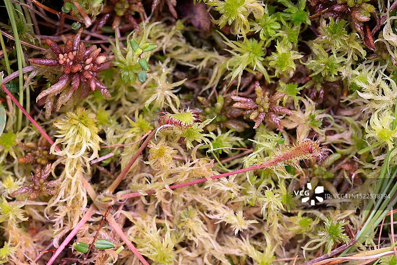 德国巴伐利亚泥炭藓沼泽中的英国茅膏菜图片素材