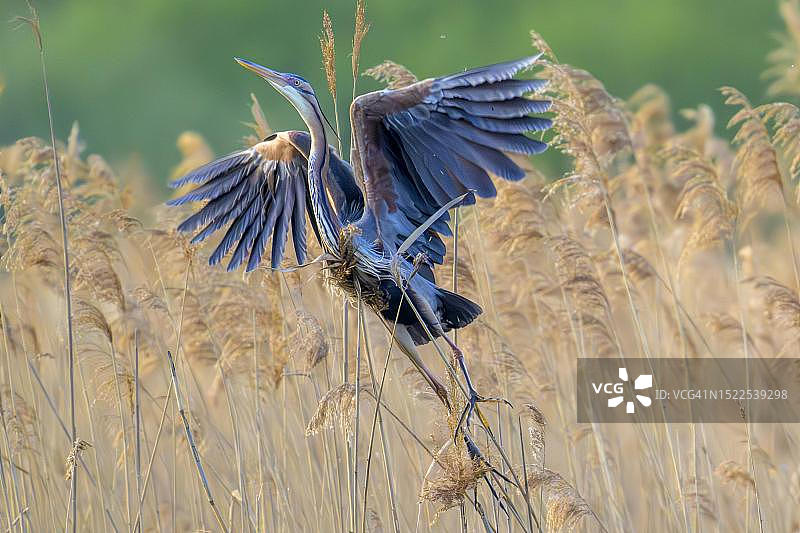 紫鹭（Ardea purpurea）从芦苇中起飞，成年鸟类，德国巴登-符腾堡州瓦格霍伊塞尔图片素材