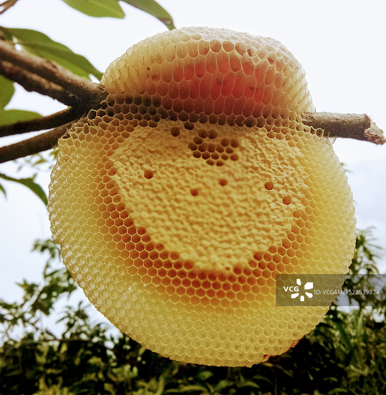 印度卡纳塔克邦普图尔的树上悬挂水果特写图片素材