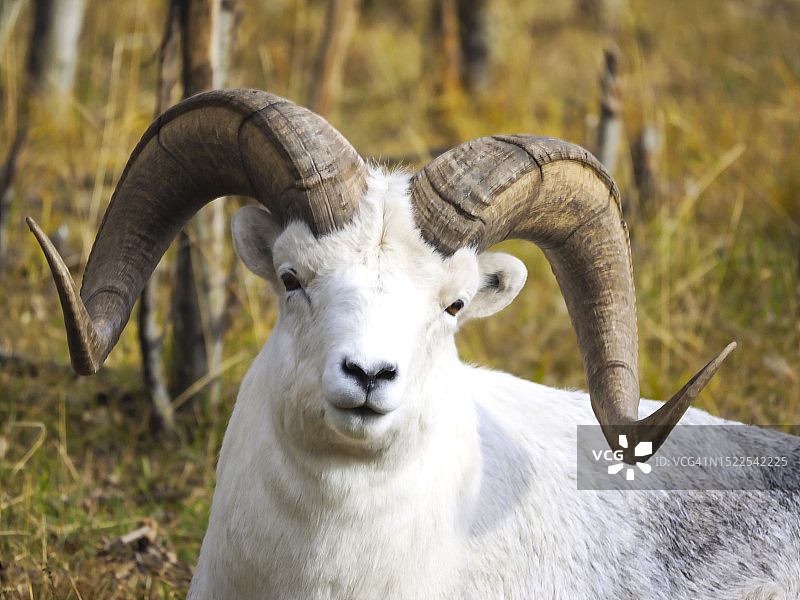 草地上绵羊的肖像图片素材