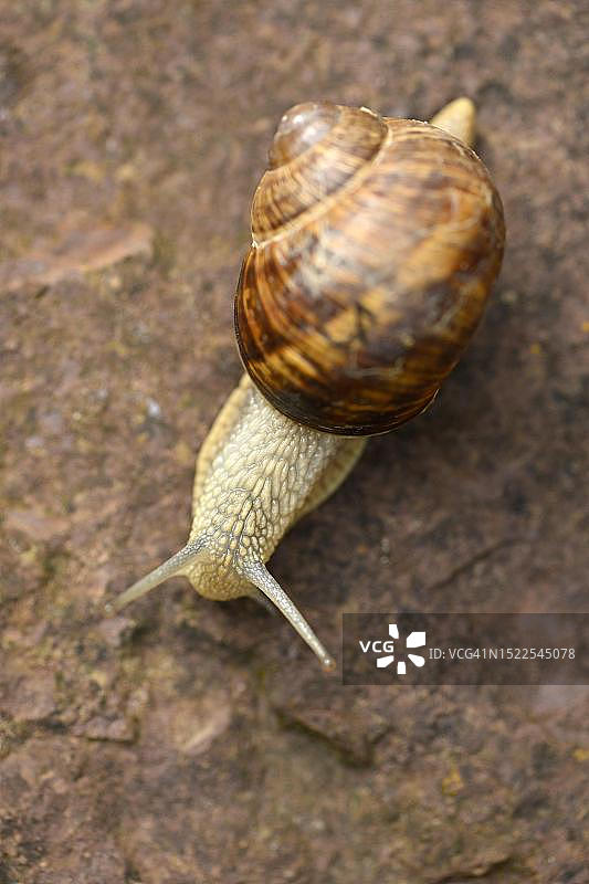 德国巴登-符腾堡州斯图加特的罗马蜗牛图片素材