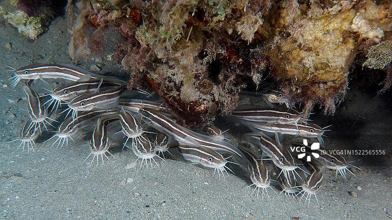 条纹鳗鲶鱼群（Plotosus lineatus）幼鱼，潜水点红海图片素材