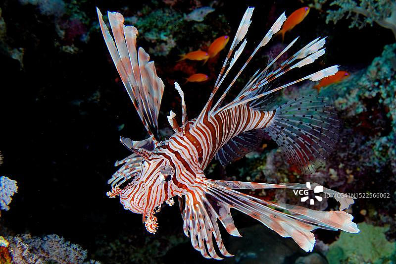 太平洋红狮子鱼（Pterois volitans）特写，埃及红海图片素材