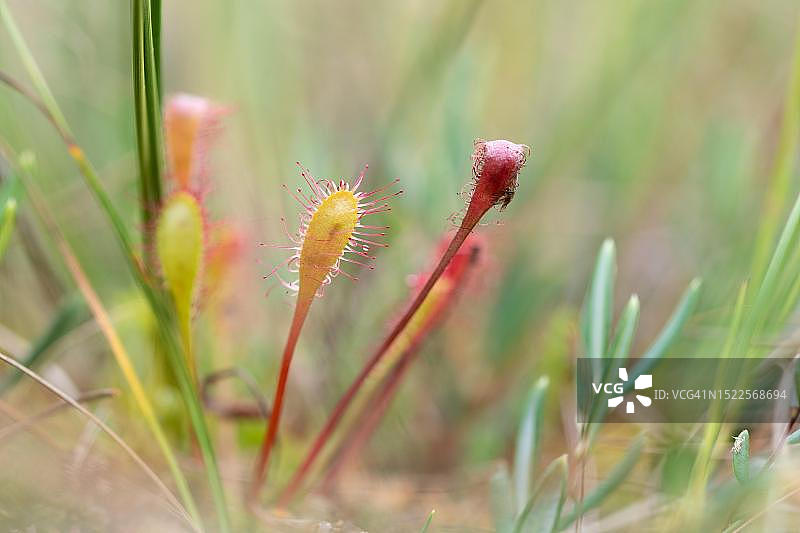 茅膏菜，在德国巴伐利亚沼泽地柔和的光线下捕食图片素材