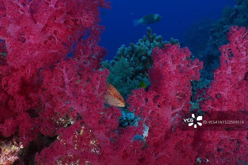 红海，克鲁辛格树珊瑚和朱红海鲈图片素材