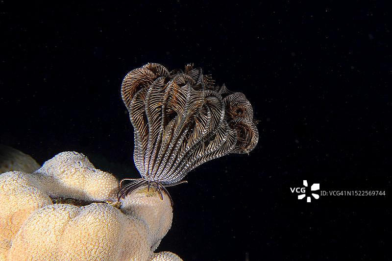 克伦辛格海星(Lamprometra klunzingeri)在夜晚展开,埃及红海狂怒浅滩礁石潜水点图片素材