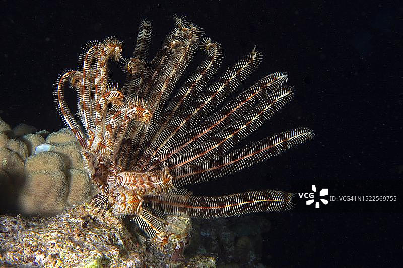 克伦辛格海星，红海，埃及图片素材