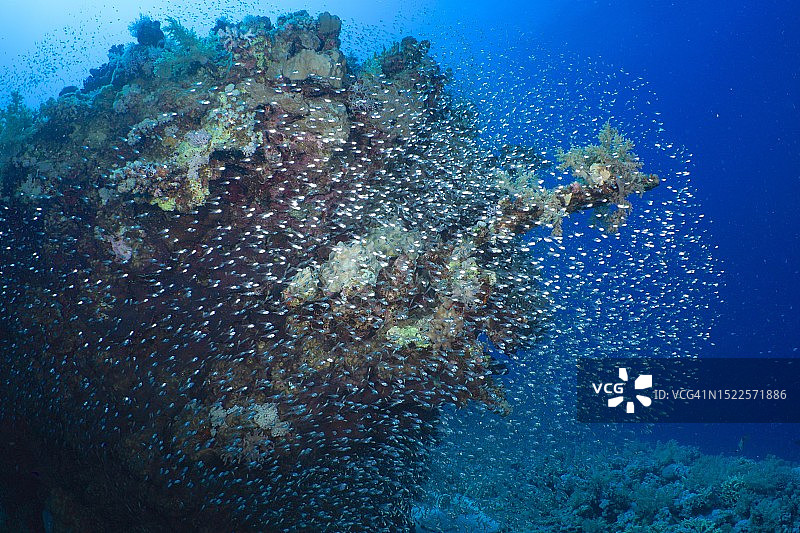 红海矮金眼鲷鱼群，红海艾尔古赛尔红树林湾潜水点，埃及图片素材
