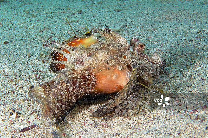 红海海 Walkman(丝鳍鬼鲉),潜水点House Reef,红海埃尔库塞尔红树林湾,埃及图片素材