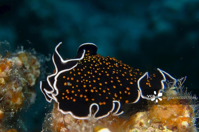 星空涡虫（Thysanozoon flavotuberculatum）：红海阿布达巴巴礁潜水点图片素材