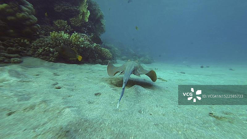 蓝点魟或蓝点Ribbontail射线(Taeniura lymma)在阳光下在珊瑚礁附近的沙质海底游泳,红海,埃及图片素材