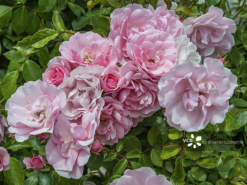 瑞典斯科纳于斯塔德盛开的粉色玫瑰图片素材