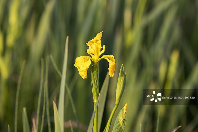 爱尔兰戈尔韦劳格雷湖劳格里亚湖的黄菖蒲图片素材