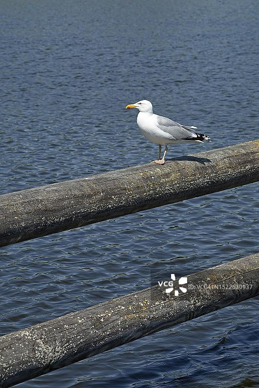 栖息在德国普瑞洛港口围栏上的欧洲银鸥图片素材