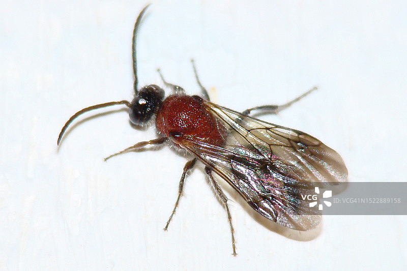 天鹅绒蚂蚁（Smicromyrme suberrata）图片素材