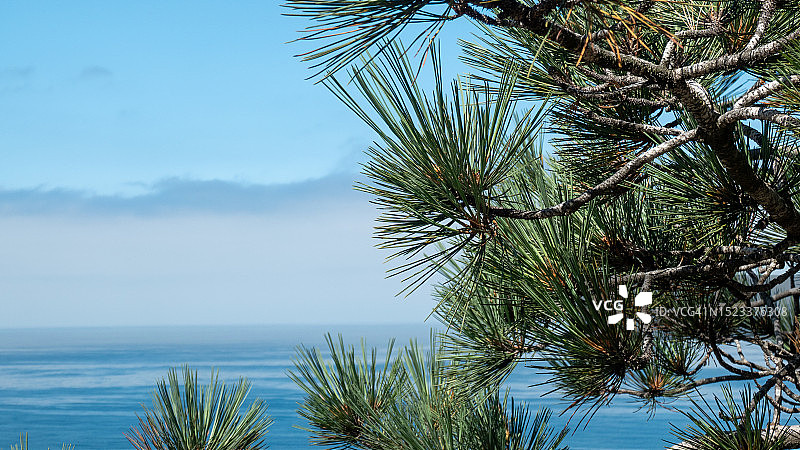 稀有托里松树的针叶和树枝图片素材