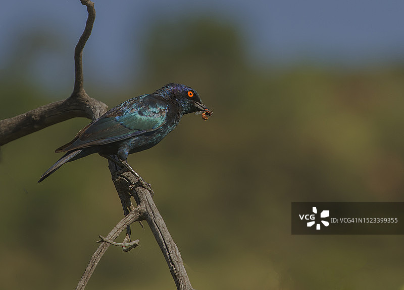 大蓝耳辉椋鸟图片素材