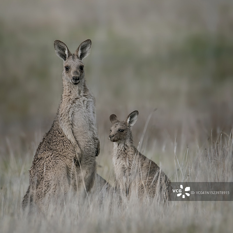 东部灰大袋鼠图片素材