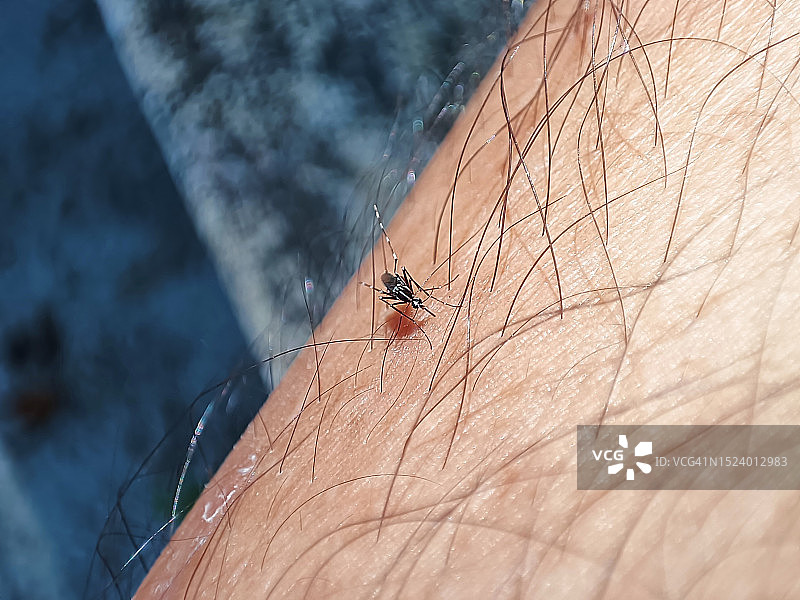 当心登革热，蚊子停留在人腿的皮肤上，想要吸他的血图片素材