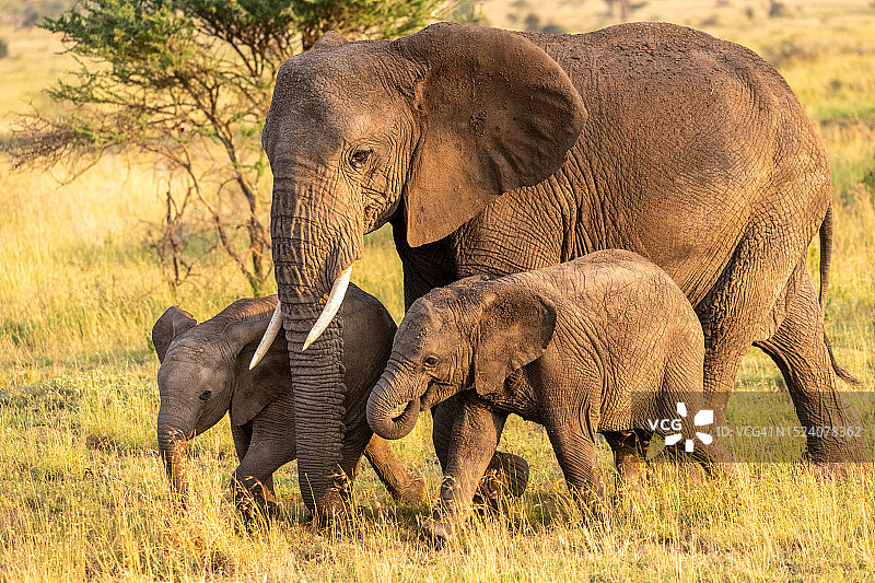 非洲小象和母象系列图片素材