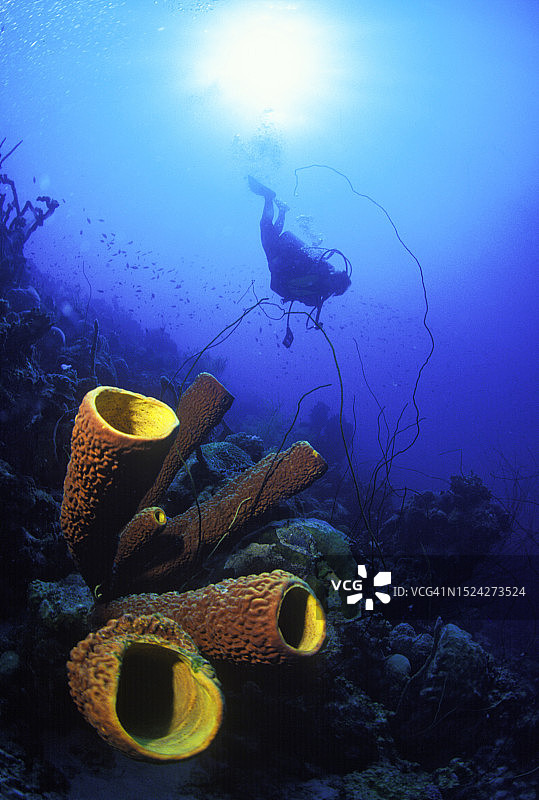 潜水员与黄色管状海绵图片素材