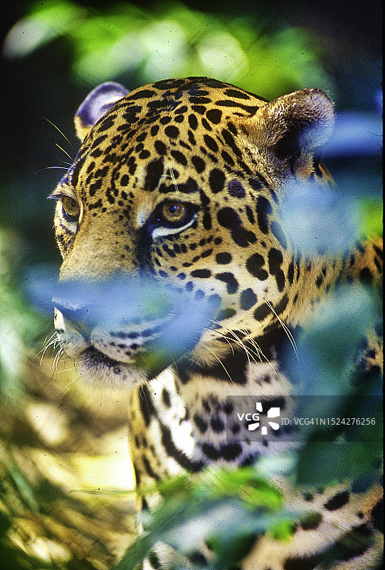 伯利兹的美洲虎图片素材