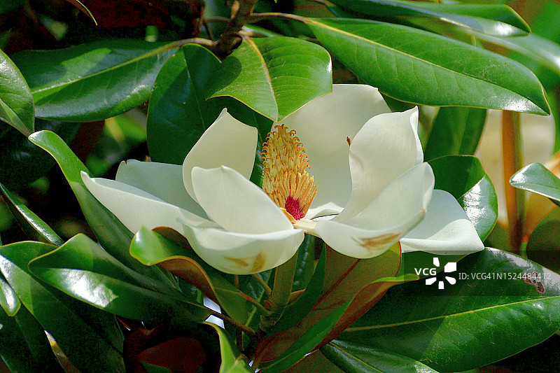 广玉兰花图片素材