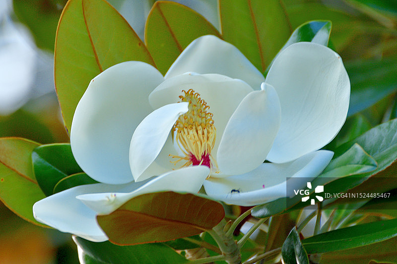 广玉兰花图片素材