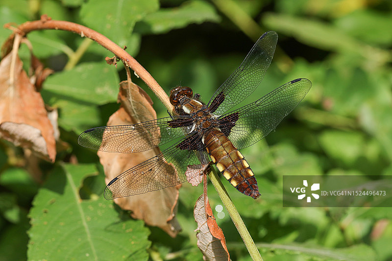 宽腹蜻蜓栖息在林地树枝上图片素材