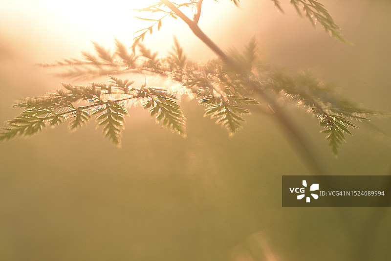 evening light中的欧洲防风草叶图片素材