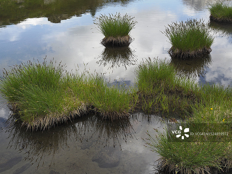 苔草，莎草科，莱文蒂纳山谷田西亚营地高山池塘图片素材