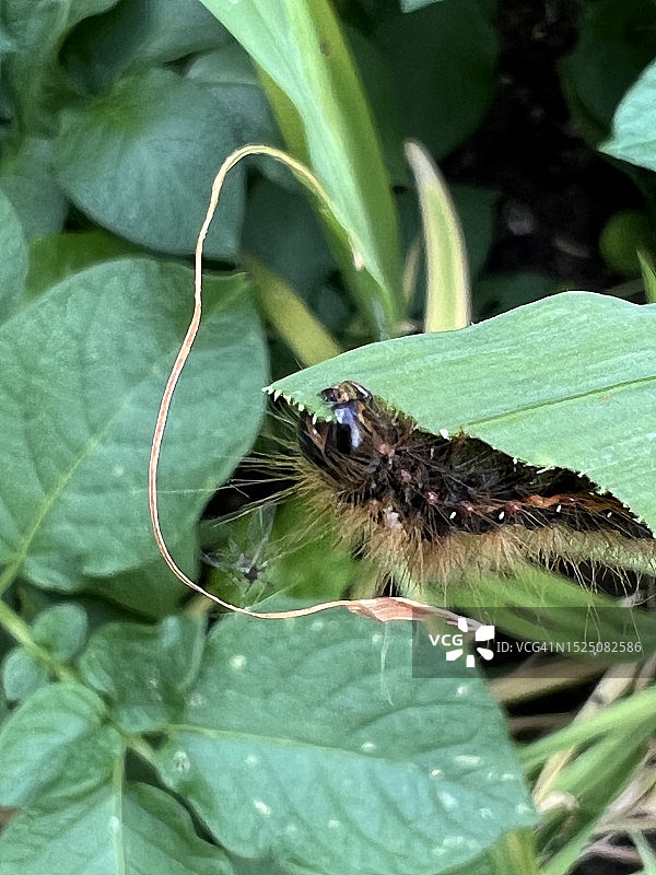 植物上的柳蝙蛾毛虫图片素材