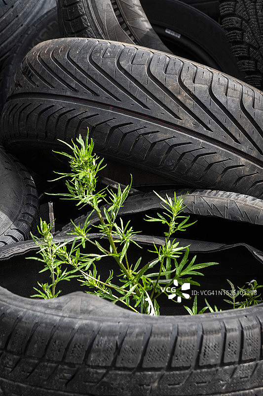 植物和旧轮胎图片素材
