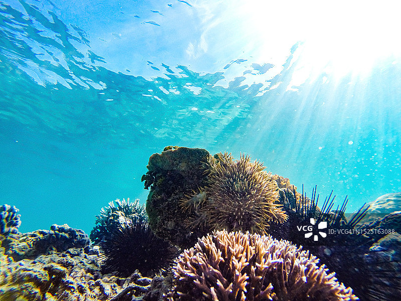 长滩岛珊瑚礁与海星、黑海胆的水下特写图片素材