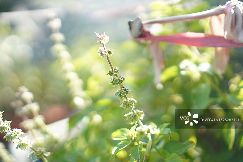 泰国圣罗勒(Ocimum tenuflorum sanctum)或Tulsi kaphrao圣罗勒是一种直立的，叶子红色的蔬菜，在自然背景下盛开在花园中图片素材
