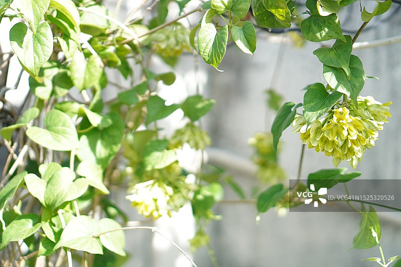 夜来香：黄色花卉蔬菜图片素材