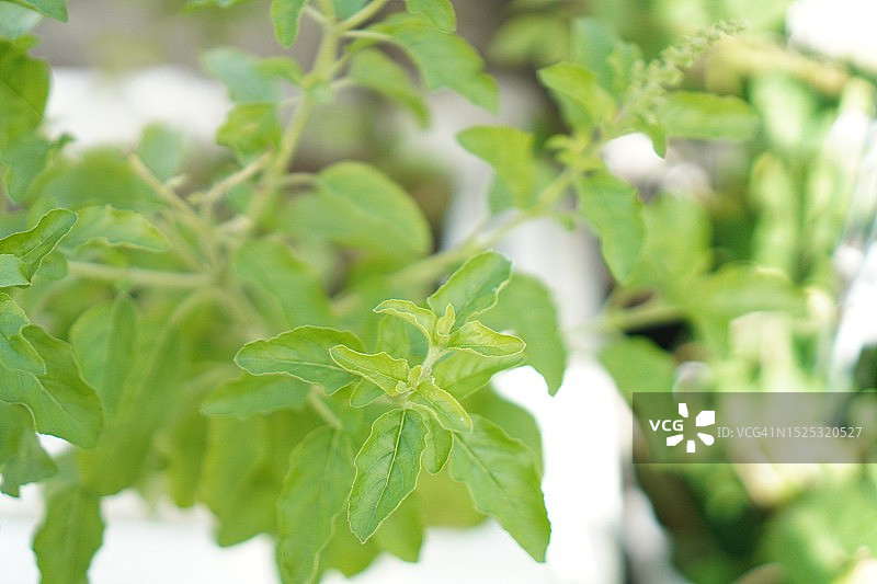 绿色蔬菜罗勒叶图片素材