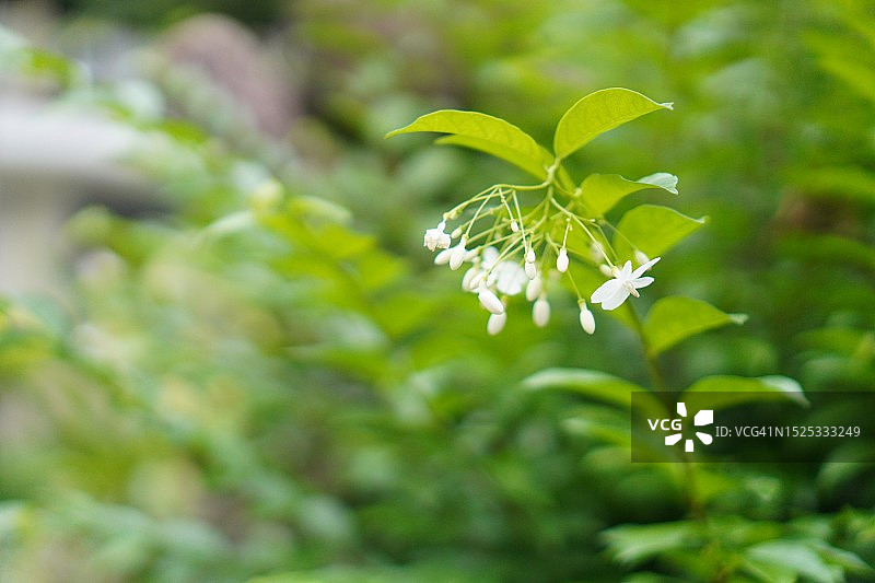 花园中盛开的橘色茉莉图片素材