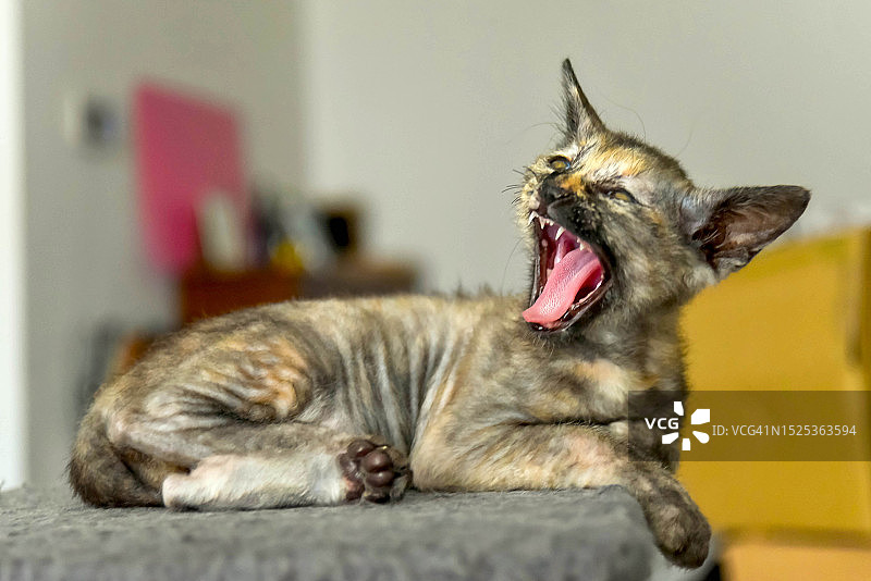 打呵欠的玳瑁色小猫图片素材
