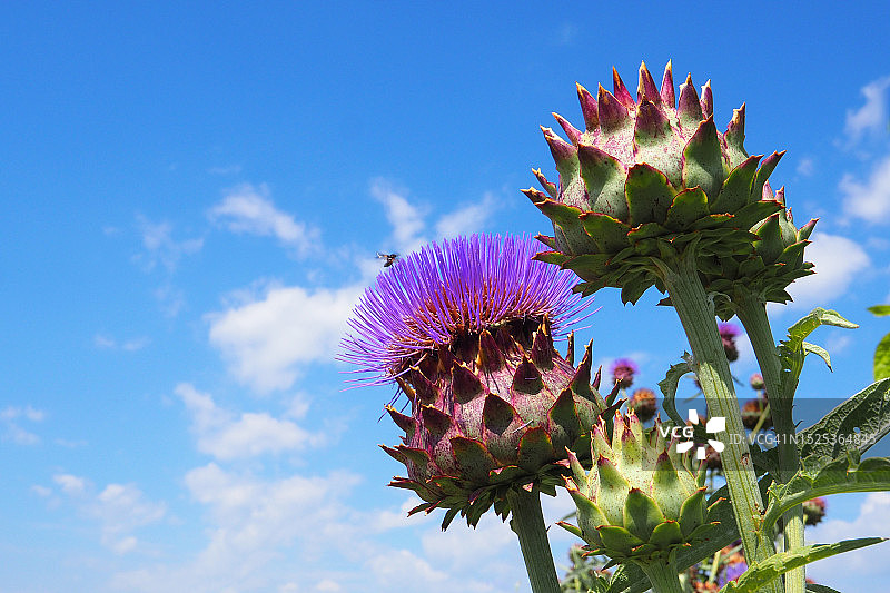 蓝色天空下的洋蓟淡紫色花头图片素材