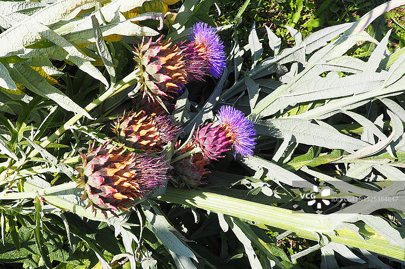朝鲜蓟的淡紫色花头及其叶子图片素材