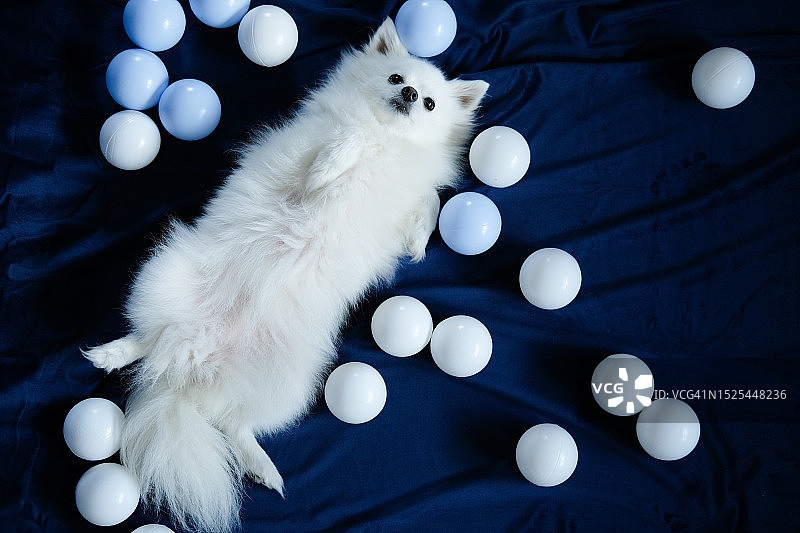 蓝色背景下的白色博美犬画像图片素材