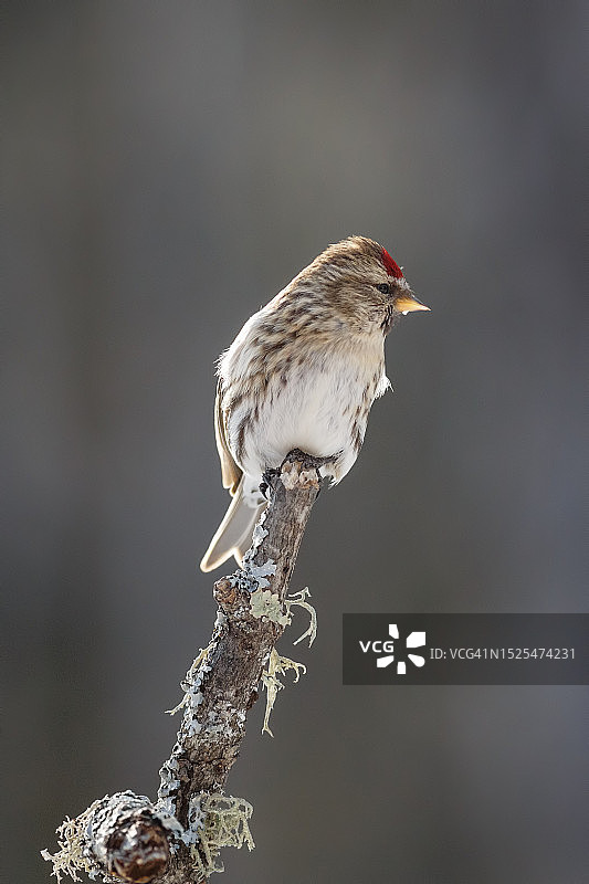 栖息在树枝上的红腹灰雀图片素材
