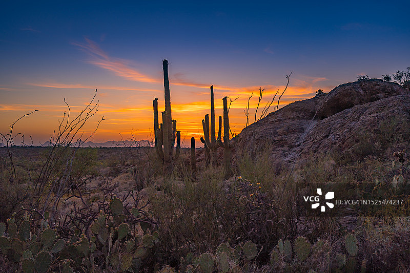 美国亚利桑那州图森日落田野风光图片素材