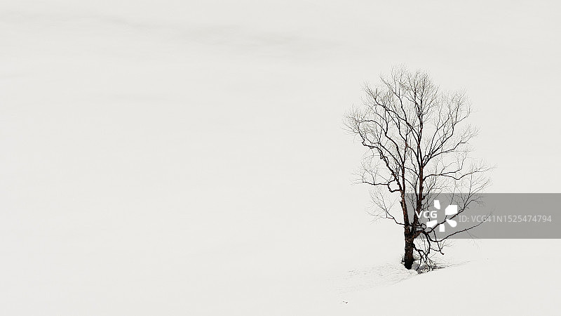 中国云南德钦的雪中秃树图片素材