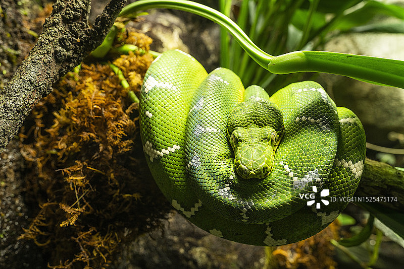 树上的蟒蛇特写，美国马里兰州巴尔的摩图片素材